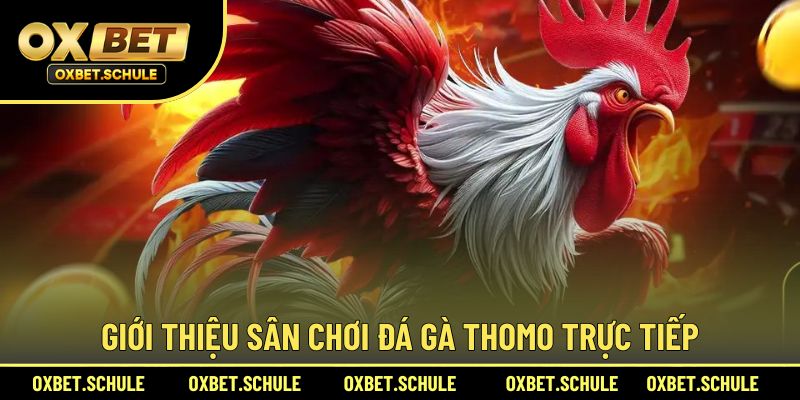 Giới thiệu sân chơi đá gà Thomo trực tiếp hấp dẫn