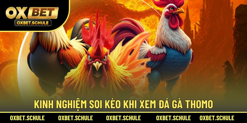 Kinh nghiệm soi kèo khi xem Thomo hiệu quả